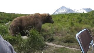 Guy filming bears in a river has a chill (Xanax) Bear sit do