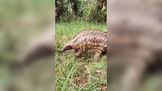 Pangolin In The Wild