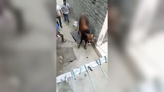 Hurting the cow didn't end well....