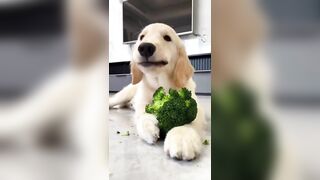 This Dog Enjoying a Snack