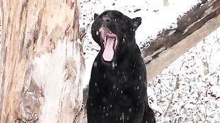 Black jaguar in the snow