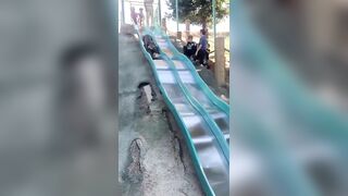 Dog goes down slide