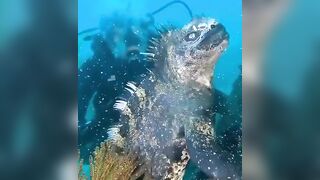 A Marine Iguana, or better known as a mini Godzilla!