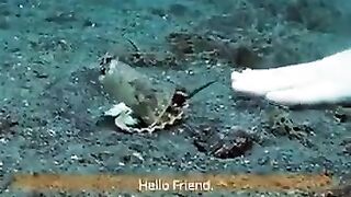 A diver helps an octopus trade his plastic cup for a seashel..