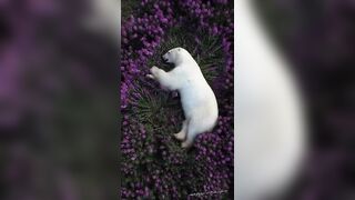 Polar Bear takes a nap over lush pink fields of fireweed
