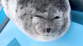 FRIGhTenED Baby SeaL clOsES itS EyEs beFORE gEtTiNg bEAt