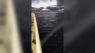 A large pod of Orcas prowls around a fishing trawler looking