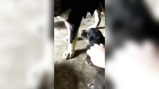 Mama doggo corrects pups behaviour