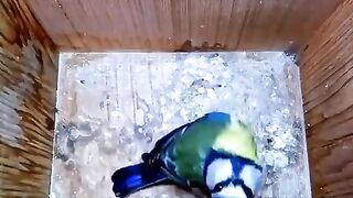 Spectacular time lapse of the the Eurasian blue tit (Cyanist