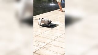 Dog vs fountain