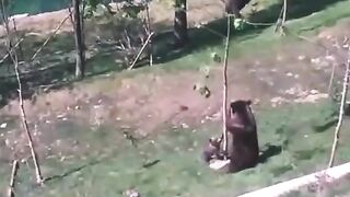 Bear cub doesn’t want to leave the playground