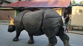 A rhino insouciantly walking through a Nepali village