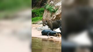 Jaguar dragging a huge caiman kill into the bushes. This c