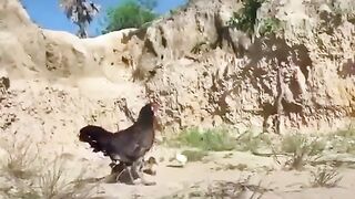 Why you should never mess with a Mama Hen