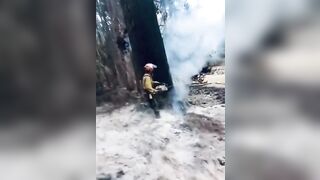 Felling a tree that is on fire