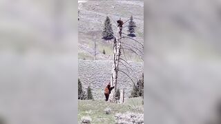 Bear survives wolves attack by climbing on a tree