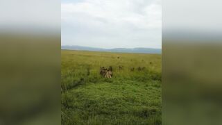 Pack of Hyenas chose the wrong day to hunt a Lion