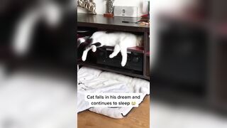 The cat that falls to the ground while dreaming and continue