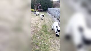 Bouncing sheep