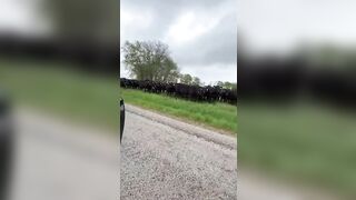 Putting on a show for the cows