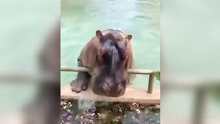 Little Hippo's doing a flip