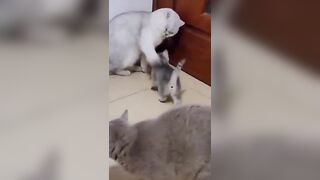 The way that little cat spins tho