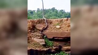 Big snake raising its head