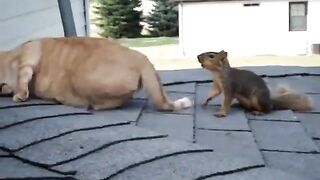 Squirrel wrestling with a cat