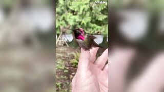 The stunning colors of the Anna's hummingbird are iridesce