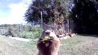 Groundhog steals farmer's crop and eats it in front of his