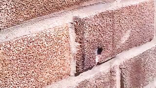 Bee pulling out a nail (maybe loose) from a wall