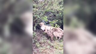 Lioness breastfeeding her cubs