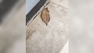 Orange Oakleaf Butterfly camouflaged as a dry leaf.