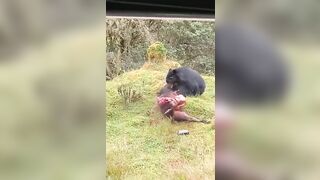 Andean Bear attacking a calf.