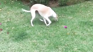 Blind ZOOM