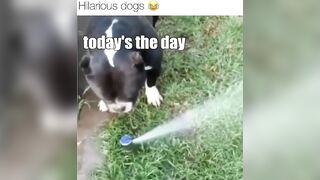 Hilarious dogs