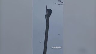 Monkey snatches seagull from the sky at Chester Zoo