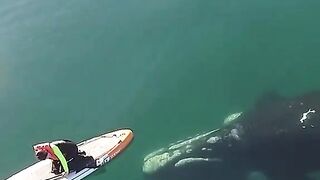 Giant whale near small boat