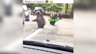 Hilarious bears