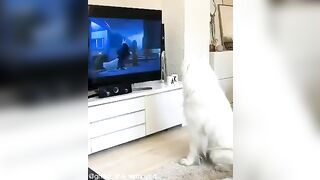 Dog howls with his favorite movie