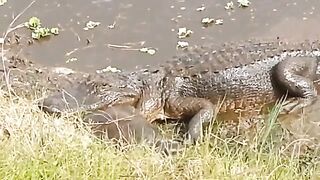 Alligator trying to eat turtle gets bit back