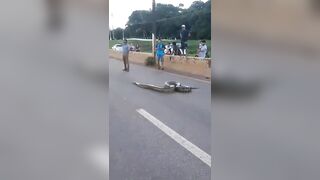 Why did the anaconda cross the road