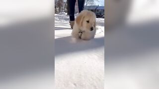 Pup face pushing into snow