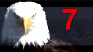 7 best videos of eagles hunting