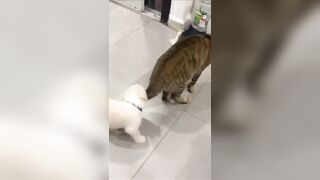 Good boi mistakes cat's tail for snacks, cat doesn't like it