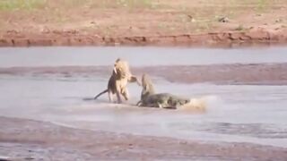 Lion Takes On Crocodile