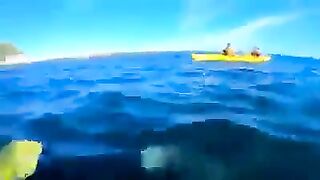 Seal attacks kayak using an octopus as a weapon