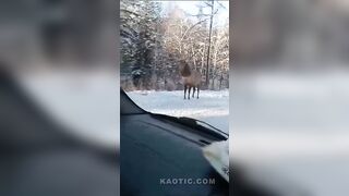 What A Cute Deer !