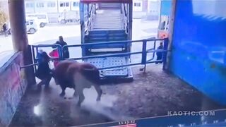 Instant Karma: Bull Kills Slaughterhouse Worker