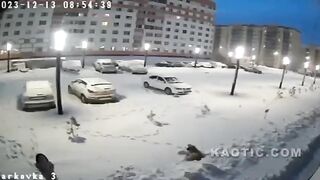 Woman Attacked By Pack Of Stray Dogs In Russia